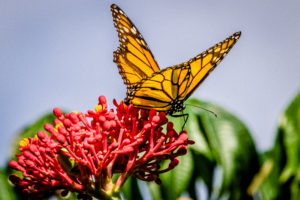 Wildlife into Your Garden