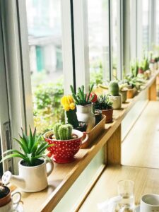 10+ Flowering Succulent Plants For Your Home