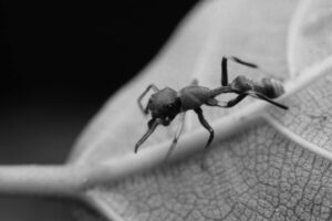 How to Get Rid of Ants in the House: Tips and Tricks